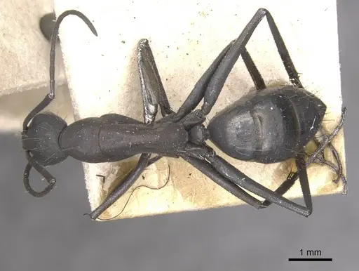 Camponotus apostolus specimen CASENT0909977 image casent0909977_1