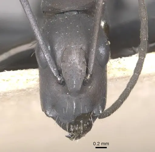 Camponotus apostolus specimen CASENT0909977 image casent0909977_2