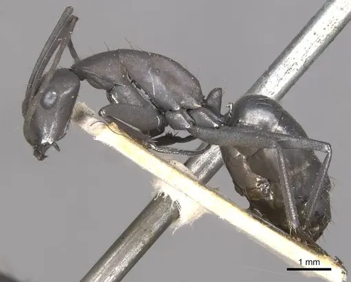 Camponotus apostolus specimen CASENT0909977 image casent0909977_3