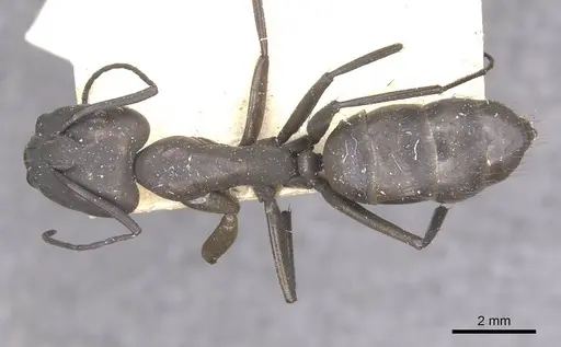 Camponotus apostolus specimen CASENT0909978 image casent0909978_1