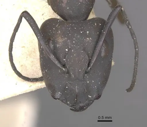 Camponotus apostolus specimen CASENT0909978 image casent0909978_2