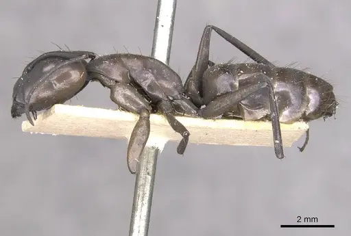 Camponotus apostolus specimen CASENT0909978 image casent0909978_3