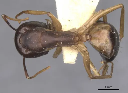 Camponotus arabicus specimen CASENT0911902 image casent0911902_1