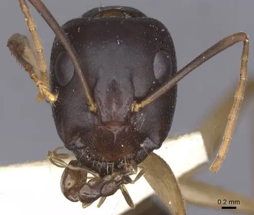 Camponotus arabicus specimen CASENT0911902 image casent0911902_2