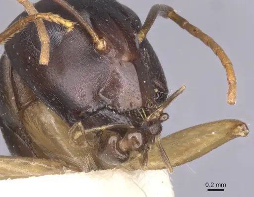 Camponotus arabicus specimen CASENT0911902 image casent0911902_3