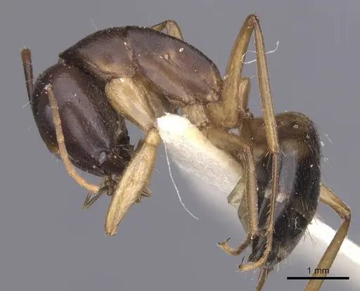 Camponotus arabicus specimen CASENT0911902 image casent0911902_4