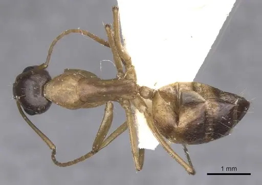 Camponotus arabicus specimen CASENT0911903 image casent0911903_1