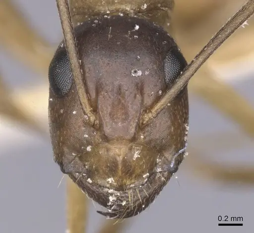 Camponotus arabicus specimen CASENT0911903 image casent0911903_2