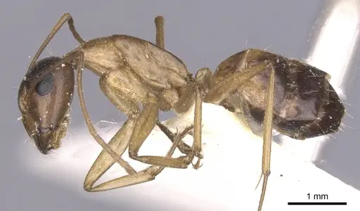 Camponotus arabicus specimen CASENT0911903 image casent0911903_3