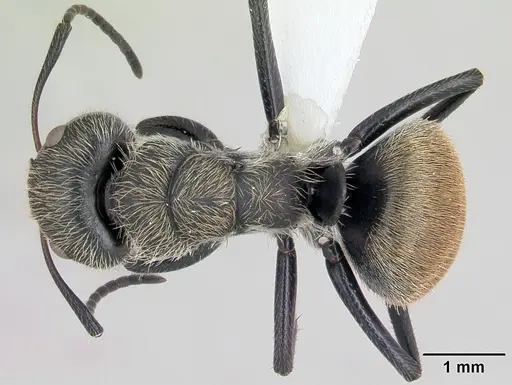 Camponotus arboreus specimen CASENT0173393 image casent0173393_1