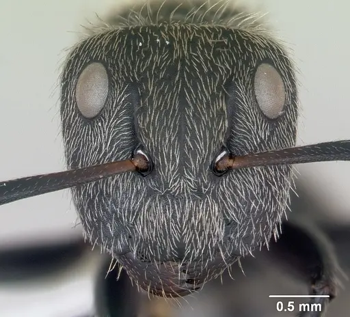 Camponotus arboreus specimen CASENT0173393 image casent0173393_2