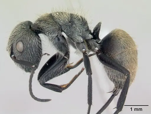 Camponotus arboreus specimen CASENT0173393 image casent0173393_3