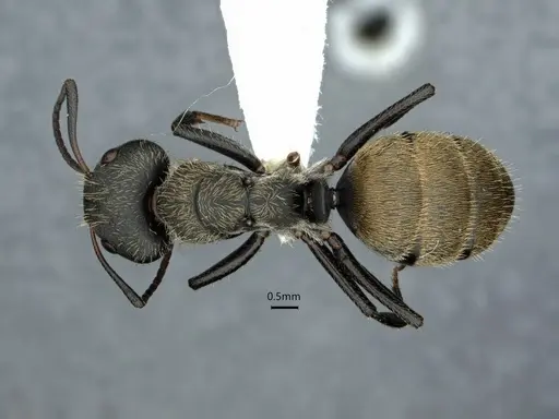 Camponotus arboreus specimen CASENT0882062 image casent0882062_1