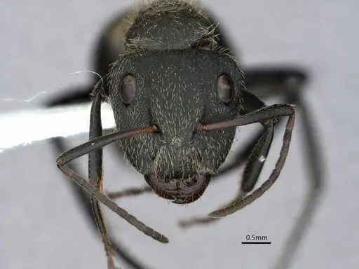 Camponotus arboreus specimen CASENT0882062 image casent0882062_2