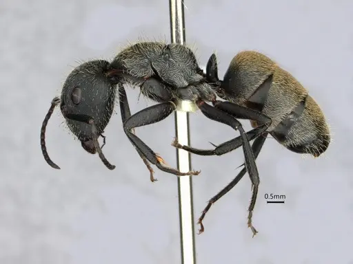 Camponotus arboreus specimen CASENT0882062 image casent0882062_3