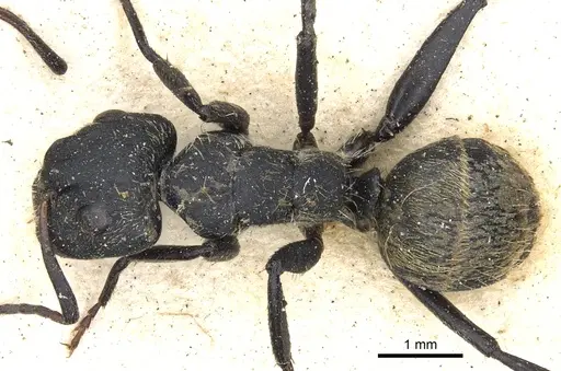 Camponotus arboreus specimen CASENT0903620 image casent0903620_1