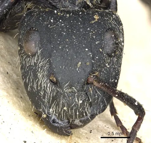 Camponotus arboreus specimen CASENT0903620 image casent0903620_2