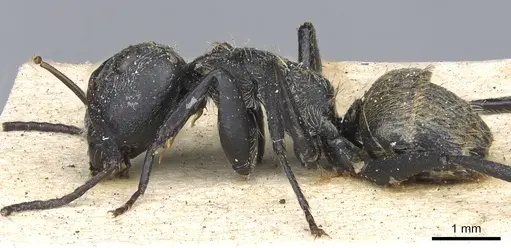 Camponotus arboreus specimen CASENT0903620 image casent0903620_3
