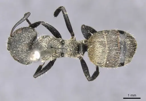 Camponotus arboreus specimen CASENT0910678 image casent0910678_1