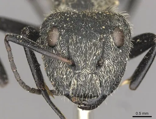 Camponotus arboreus specimen CASENT0910678 image casent0910678_2