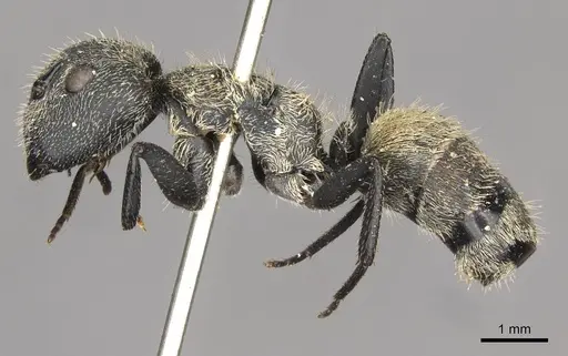 Camponotus arboreus specimen CASENT0910678 image casent0910678_3