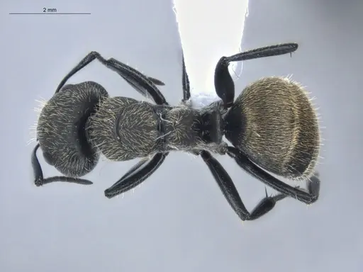 Camponotus arboreus specimen ECOFOG-BUG-1817-02 image ecofog-bug-1817-02_1