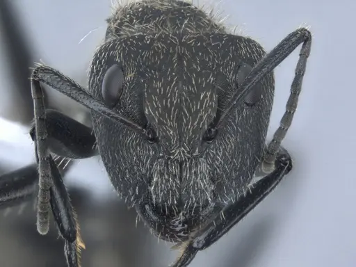 Camponotus arboreus specimen ECOFOG-BUG-1817-02 image ecofog-bug-1817-02_2