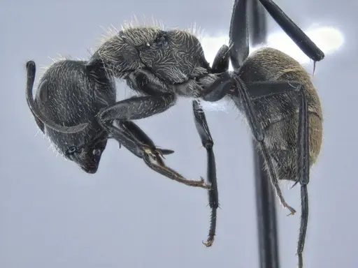 Camponotus arboreus specimen ECOFOG-BUG-1817-02 image ecofog-bug-1817-02_3
