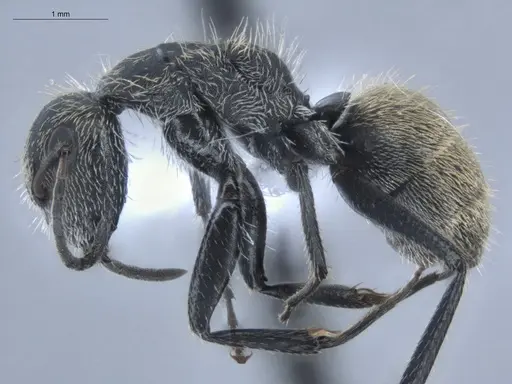 Camponotus arboreus specimen ECOFOG-BUG-1827-03 image ecofog-bug-1827-03_3