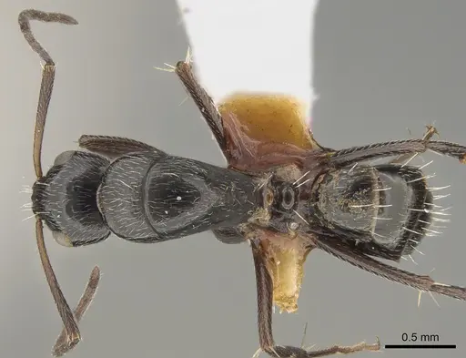 Camponotus arcuatus specimen CASENT0887732 image casent0887732_1