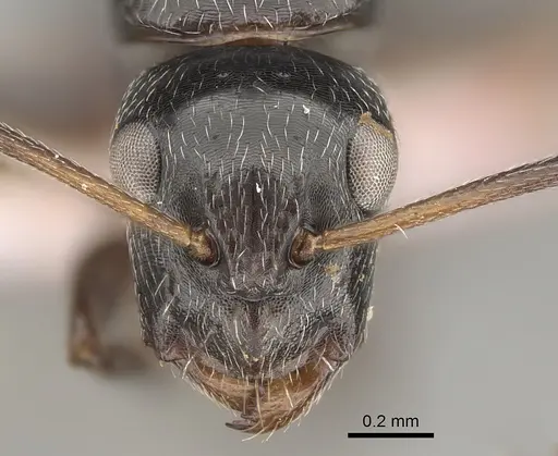 Camponotus arcuatus specimen CASENT0887732 image casent0887732_2