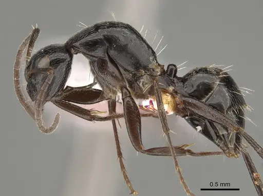 Camponotus arcuatus specimen CASENT0887732 image casent0887732_3