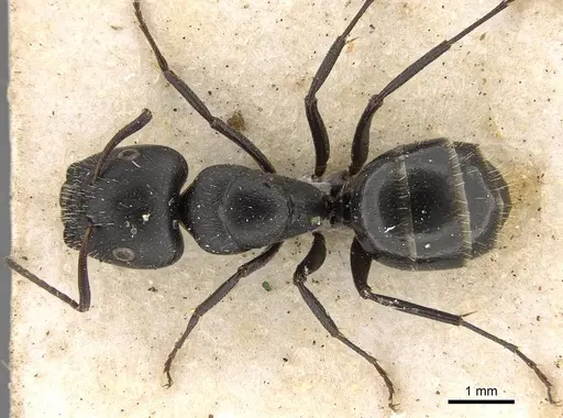 Camponotus arcuatus specimen CASENT0906930 image casent0906930_1