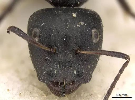 Camponotus arcuatus specimen CASENT0906930 image casent0906930_2