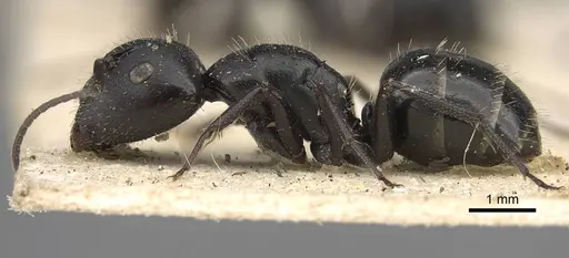 Camponotus arcuatus specimen CASENT0906930 image casent0906930_3