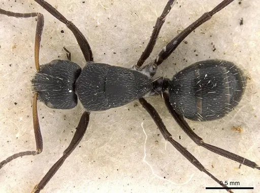 Camponotus arcuatus specimen CASENT0906931 image casent0906931_1