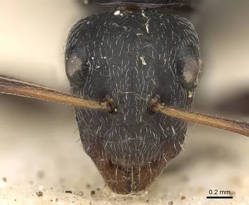 Camponotus arcuatus specimen CASENT0906931 image casent0906931_2