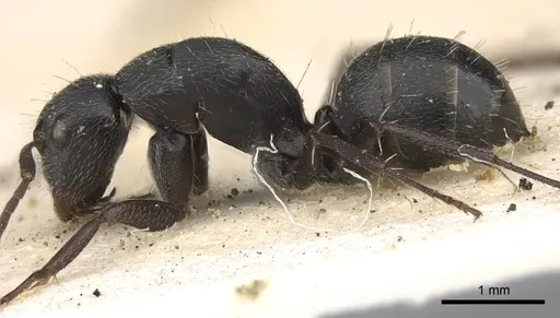 Camponotus arcuatus specimen CASENT0906931 image casent0906931_3
