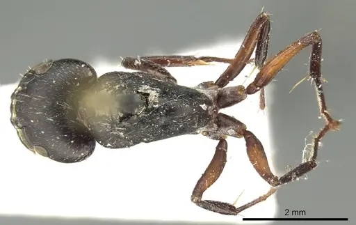 Camponotus arcuatus specimen CASENT0915753 image casent0915753_1