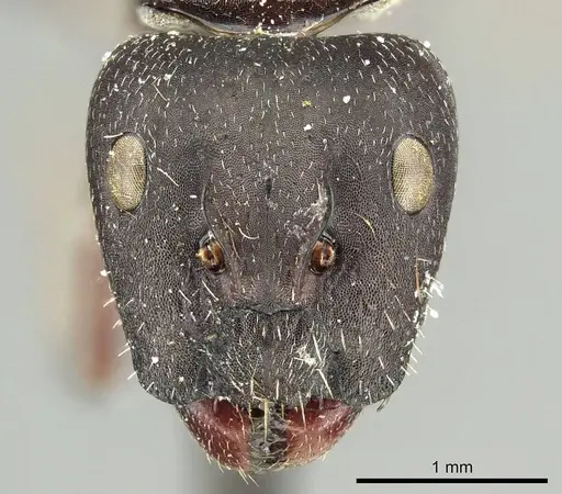 Camponotus arcuatus specimen CASENT0915753 image casent0915753_2
