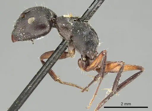 Camponotus arcuatus specimen CASENT0915753 image casent0915753_3