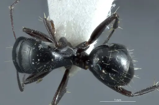 Camponotus arcuatus specimen JDM32-000931 image jdm32-000931_1