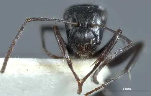 Camponotus arcuatus specimen JDM32-000931 image jdm32-000931_2