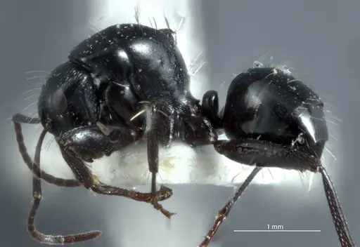 Camponotus arcuatus specimen JDM32-000931 image jdm32-000931_3