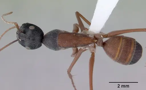 Camponotus arenatus specimen CASENT0172154 image casent0172154_1