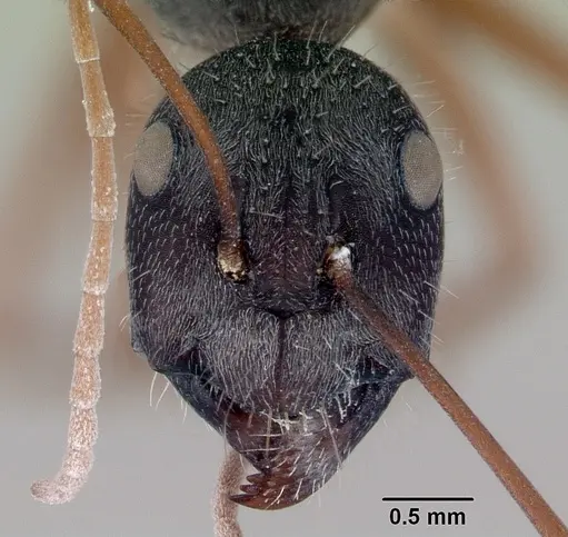 Camponotus arenatus specimen CASENT0172154 image casent0172154_2