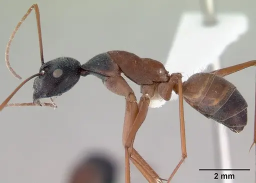 Camponotus arenatus specimen CASENT0172154 image casent0172154_3