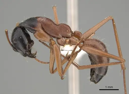 Camponotus arenatus specimen CASENT0887665 image casent0887665_1