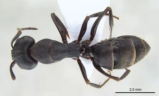 Camponotus armeniacus specimen ANTWEB1008053 image antweb1008053_1