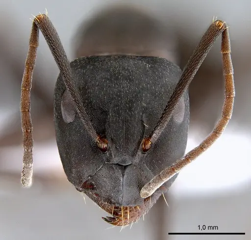 Camponotus armeniacus specimen ANTWEB1008053 image antweb1008053_2